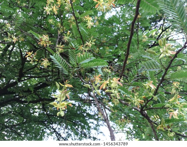Tamarind Tree Tamarindus Indica Plant Flowers Stock Photo Edit Now Tamarind Tree Tamarindus Indica Plant Flowers Stock Photo Edit Now