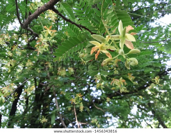 Tamarind Tree Tamarindus Indica Plant Flowers Stock Photo Edit Now Tamarind Tree Tamarindus Indica Plant Flowers Stock Photo Edit Now