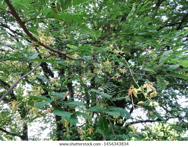 Tamarind Tree Tamarindus Indica Plant Flowers Stock Photo Edit Now Tamarind Tree Tamarindus Indica Plant Flowers Stock Photo Edit Now