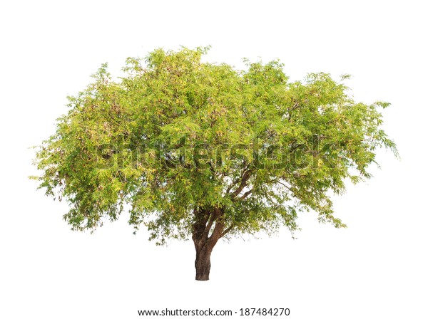 Tamarind Tree Tamarindus Indica Tropical Tree Stock Photo Edit Now