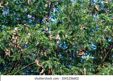 Tamarind Tree Wallpaper