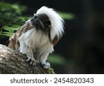 The tamarins are squirrel-sized New World monkeys from the family Callitrichidae in the genus Saguinus. They are the first offshoot in the Callitrichidae tree, and therefore are the sister group of a 