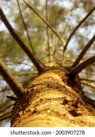 Tamarisk Tree Leaves Image HD