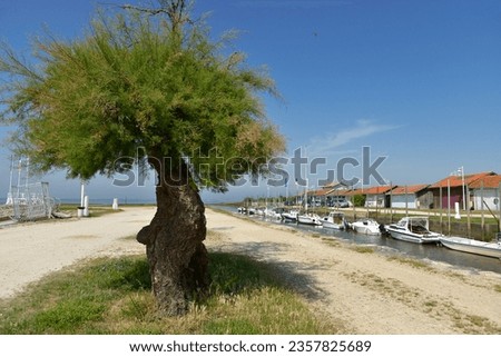 Tamarisk tree in the Oyster-farming port of Audenge, commune is a located on the northeast shore of Arcachon Bay, in the Gironde department in southwestern France.