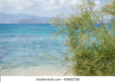 Tamarisk Tree In The See