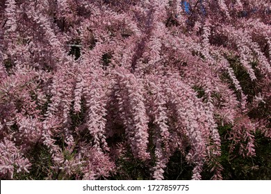 Tamarix Gallica Flowers From The Tamaricaceae Family. A Bouquet Of Bright Spring Flowers.