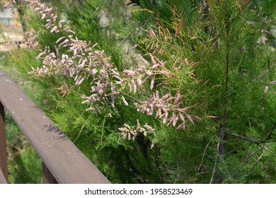 Tamarix Gallica, Tamaricaceae. In Cabanes