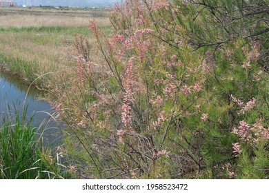 Tamarix Gallica, Tamaricaceae. In Cabanes