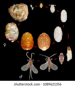 Tamarix Manna Scale Insect Mealybug Trabutina Stock Photo (Edit Now ...