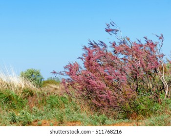 Tamarix. Tamarisk, Salt Cedar