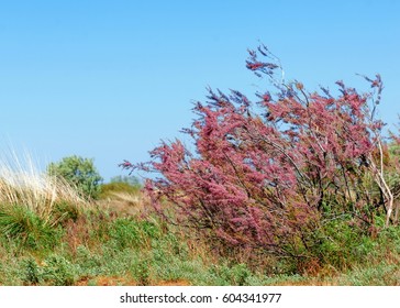 Tamarix. Tamarisk, Salt Cedar