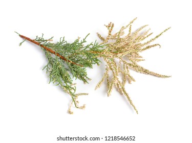 Tamarix Or Tamarisk, Salt Cedar Isolated On White.