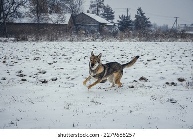 Tamaskan dog runs during winter in Poland - Shutterstock ID 2279668257