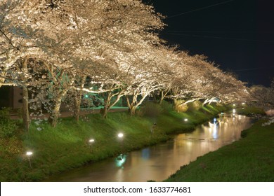 Tamayu River (玉湯川) and illuminated cherry blossoms in Shimane, Japan.