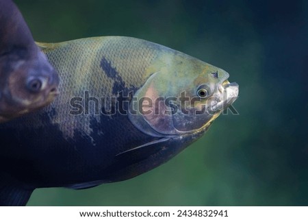 Tambaqui (Colossoma macropomum) - Freshwater fish