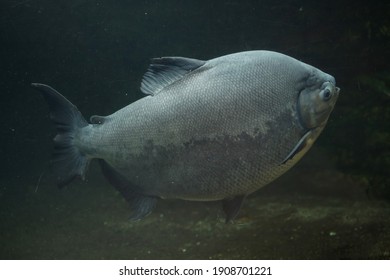 108 Black fin pacu Images, Stock Photos & Vectors | Shutterstock