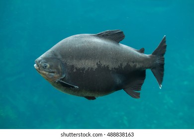 Tambaqui Colossoma Macropomum Known Giant Pacu Stock Photo 488838163 ...