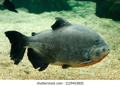 Tambaqui Or Red Pacu (Colossoma Macropomum)