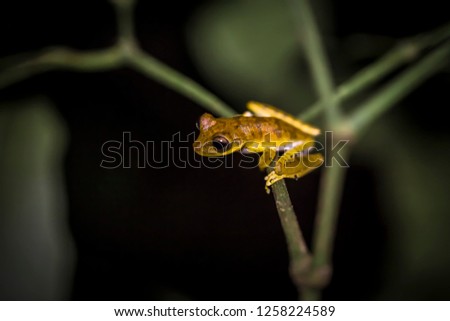 Similar – Close-up of a yellow caterpillar