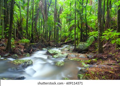 Tamborine Mountain Rainforest On The Gold Coast In Queensland, Australia