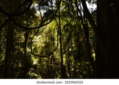 Tamborine National Park In Gold Coast Australia