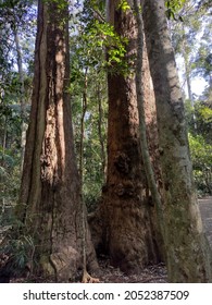 Tamborine National Park - Jingeri Jingeri Janbreen