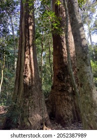 Tamborine National Park - Jingeri Jingeri Janbreen