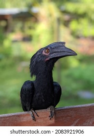 The Tame Black Hornbill Begs For Food In The Villages Of Sarawak.