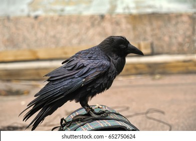 To crow how tame a The Process