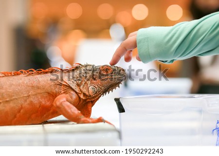 A tame and cute orange iguana with a maiden hand in a wildlife mall was on display.
