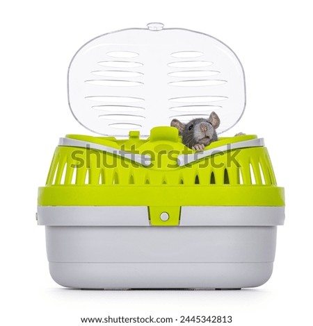 Tame cute young blue rat sitting in open travel container, looking curious over edge. Isolated on a white background.