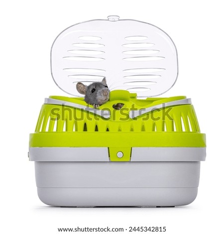 Tame cute young blue rat sitting in open travel container, looking curious over edge. Isolated on a white background.