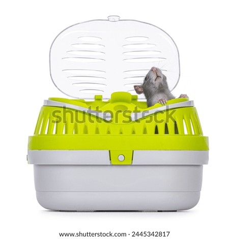 Tame cute young blue rat sitting in open travel container, looking curious up. Isolated on a white background.