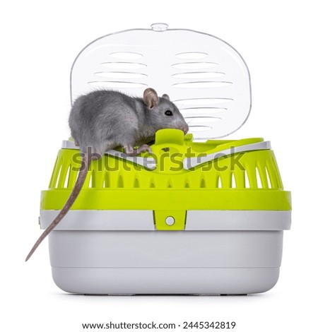 Tame cute young blue rat sitting in open travel container, standing on edge of the box. Llooking towards camera. Isolated on a white background.