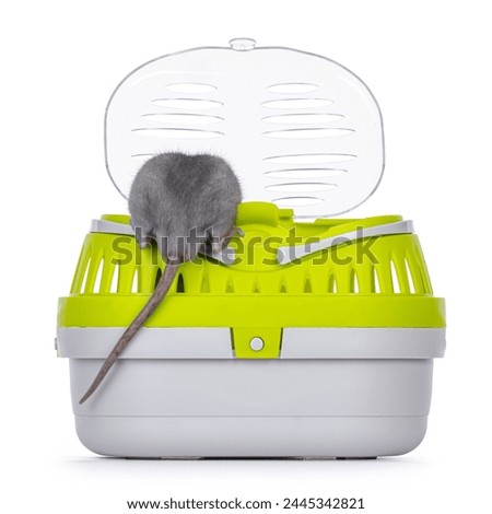 Tame cute young blue rat sitting on edge of open trave crate, no face just butt and tail out. Isolated on a white background.