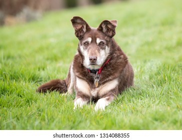 Tame Friendly Pet Brown Dog, Resting On The Grass In A Field Or Garden.  She Is Wearing A Collar With Id Tag.