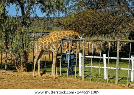 A tame giraffe with its head over a high fence looking a small boy and his father on a game resort near Oudtshoorn, Western Cape South Africa