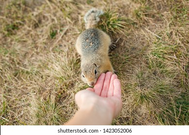 tame gopher in the grass eats with hands, close up, horizontally