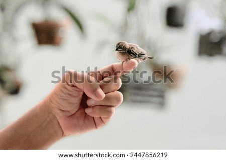 A tame little bird stands on a man's finger