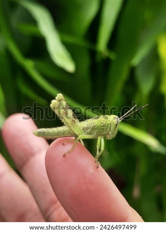 A tame little grasshopper. Perched on the finger. It looks like it doesn't have wings yet, and can only jump
