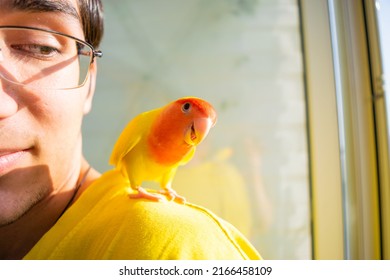 The Tamed Beautiful Lovebird Parrot Sits On The Shoulder Of A Loving Young Guyin The Loggia. The Rosy-faced Lovebird (Agapornis Roseicollis) At Home. Copy Space.