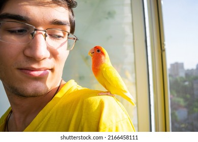 The Tamed Beautiful Lovebird Parrot Sits On The Shoulder Of A Loving Young Guyin The Loggia. The Rosy-faced Lovebird (Agapornis Roseicollis) At Home. Copy Space.