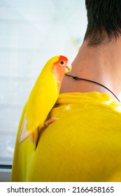 The Tamed Beautiful Lovebird Parrot Sits Sits On A Guy's Back In The Loggia. The Rosy-faced Lovebird (Agapornis Roseicollis) At Home. Copy Space.