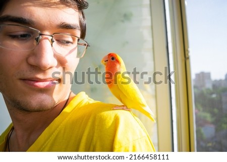 The tamed beautiful lovebird parrot sits on the shoulder of a loving young guyin the loggia. The rosy-faced lovebird (Agapornis roseicollis) at home. Copy space.