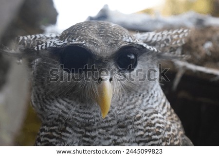 Tamed elegent owl for tourist to taking a picture with