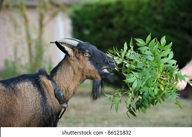 Goat Eating Leaves Images, Stock Photos & Vectors | Shutterstock