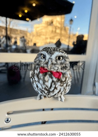 A tamed little owl with a red butterfly on his neck sits on the back of a chair in a cafe. Tame little owl. Close-up.