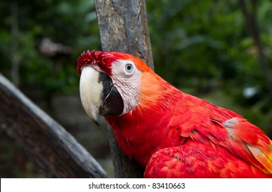 A tamed red macaw keeps an eye on the photographer while he eats his breakfast in the Amazon.Peru
