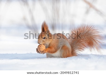 Tamia Sciurus hudsonicus red squirrel on white snow. On a sunny frosty winter day.