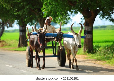 TAMILNADU, INDIA -JANUARY 10 : Unidentified farmer riding and transport on their ox cart on January  10,2012 in Tamilnadu ,India.